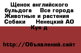 Щенок английского бульдога  - Все города Животные и растения » Собаки   . Ненецкий АО,Куя д.